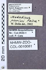 Etiketten zu Alaomorphus candezei (NHMW-ZOO-COL-0010081)